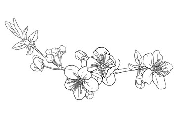 Wall Mural - Hand drawn branch of sakura with blooms, flowers, leaves, petals. Modern line art style.