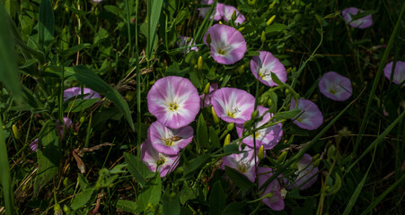 Sticker - Convolvulus arvensis, field bindweed, morning glory family, it is a climbing or creeping herbaceous perennial plant