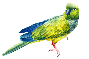 Green tropical parrot drawing in watercolor, tropical birds