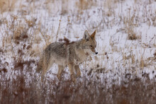 Coyote Walking Through Snowy Grass
