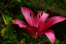 Hot Pink Or Dark Pink Lily Flowers Are Blooming During Summer In The Garden.