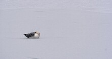 A Lonely Seagull Sits On An Icy Lake With Bill Buried In Feathers