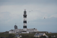 Black And White Lighthouse With Flying Seagulls. Brittany, France