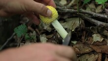 Close Up Of Man's Hands Picking A Poisonous Yellow Amanita Muscaria Mushroom Growing In The Undergrowth, Cutting It At The Base With A Pocket Knife.