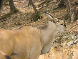 Wall Mural - Closeup shot of a Giant eland in a nature reserve