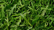 © Евгений Логвиненко - fresh arugula leaves top view