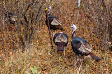 eastern wild turkeys (meleagris gallopavo) walking under a barbed wire fence