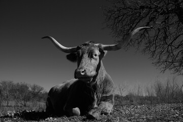 Canvas Print - Chill Texas Longhorn cow in vintage black and white close up, laying down relaxing in field.