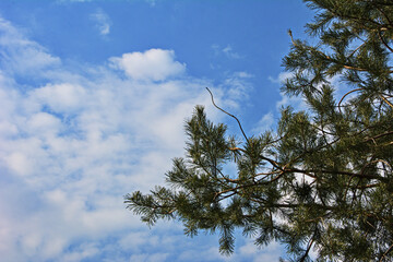 Sticker - Forest against the sky. Pine trees against a blue sky with clouds on a sunny day