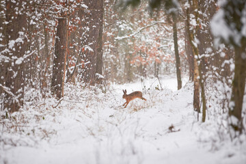 European Hare running in the snowy forest  (Lepus europaeus).