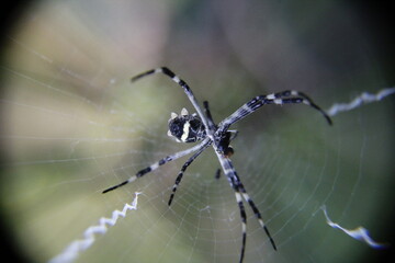 Wall Mural - spider on a web