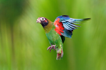 Wall Mural - Brown-hooded Parrot - Pyrilia haematotis small flying bird in the heavy tropical rain which is a resident breeding species from southeastern Mexico to north-western Colombia. Green background