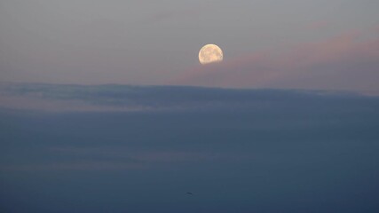 Wall Mural - Lone bird flying under scenic golden hour full moon