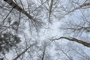 trees in the forest against the sky, bottom view