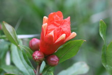 Flor Del Granado - Punica Granatum