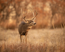 Mule Deer Buck In Field