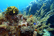 bunte Korallenlandschaft mit Haarstern und Seescheiden