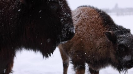 bison cow and calf together in snowstorm slomo