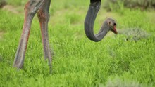 Medium Closeup Of An Ostrich Feeding In The Green Grass Of The Kgalagadi Transfrontier Park Only Showing Its Head And Legs.
