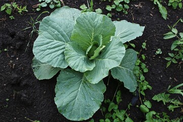 cabbage growing in the garden