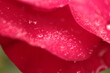 canvas print picture - Rosenblütenblätter mit Wassertropfen 