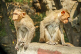 Fototapeta Konie - Indian macaque sitting on cement block