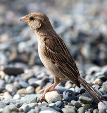 A Sparrow Walks On A Stone Pebble By The Sea.