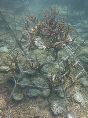 The coral frame with artificial live rock and coral fragment in coral reef