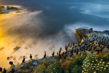 High Angle View Of Cormorants Perching On Shore During Sunset