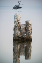 Heron Perching On Rock At Salton Sea