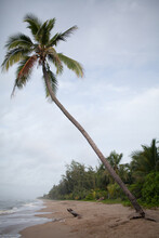 Beautiful Lone Palm Tree On The Sea.