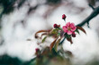 © Cavan Images - Close-up of red blossom buds and flowers blooming on tree