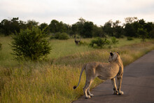 Lioness On The Road