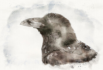 Canvas Print - Raven ( Corvus corax ) bird close up waterpaint image