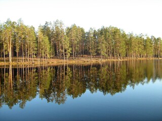 transparent lake with reflection of forest in summer water