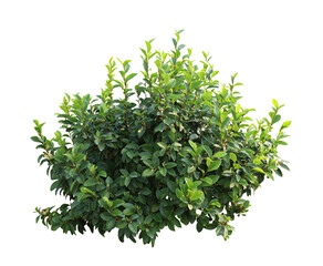 flower bush tree isolated tropical plant with clipping path.