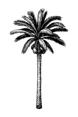 Canvas Print - ink sketch of date palm.