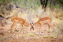 Antelopes Is Skirmish In The Savannah Of Kenya