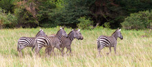 A Lot Of Zebras Run Over The Grassland In Kenya