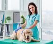 © tan4ikk - Golden retriever dog examination in veterinary clinic