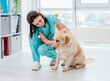 © tan4ikk - Examination of golden retriever dog by vet