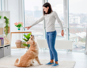 Young girl training golden retriever dog