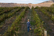 © Cavan Images - Rear view of woman carrying bucket of grapes while walking in vineyard