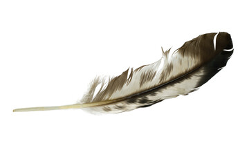 Poster - Beautiful  eagle feather isolated on white background