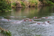 Hippos In The Water, Kenya Mzima Springs