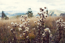 Close-up Of Dead Wildflowers In Field