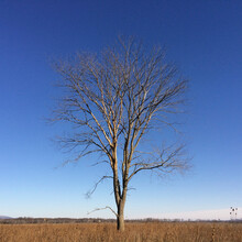 Bare Tree On Field Against Clear Blue Sky