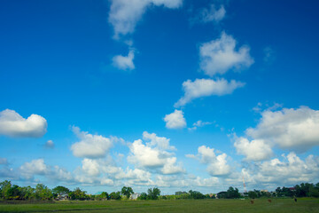 Wall Mural - field and blue sky