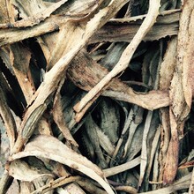Dead Leaves Of Aloe Vera Texture
