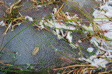 Winter Ice And Frozen Green Grass